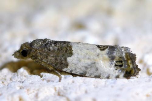 Spilonota ocellana